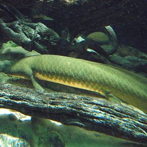 Australian Lungfish 2105.