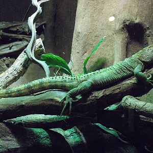 Caiman Lizard 2015.
