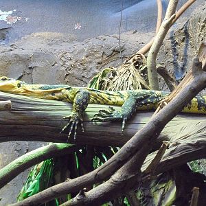 Philippine Water Monitor 2015.