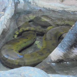 Green Anaconda 2105.