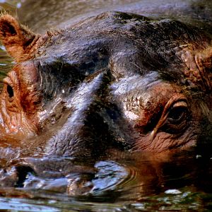 Hippopotamus, Stuttgart; 5th September 2015