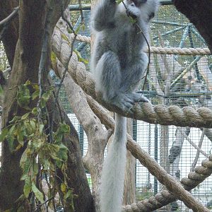 Juvenile Eastern Black and White Colobus.
