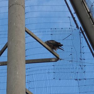 Black Kite in Snowdon 2015