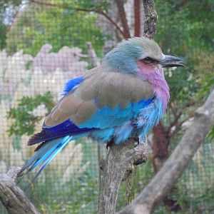 Lilac-Breasted Roller 2015.