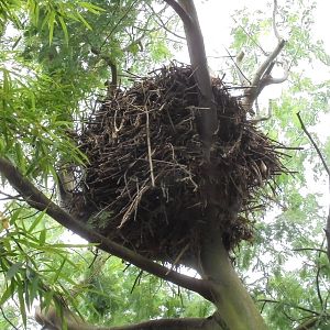 Hammerkop nest 2015.