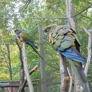 Patagonian Conures 2015.