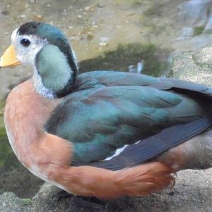 African Pygmy Goose 2015.
