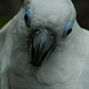 Blue-eyed Cockatoo