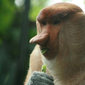 Proboscis Monkey