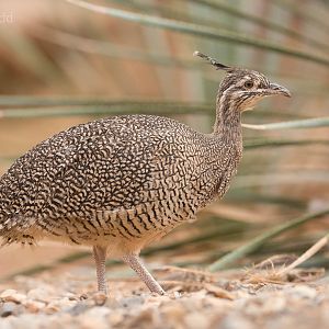 Elegant crested tinamou : Paignton : 23 Sep 2015