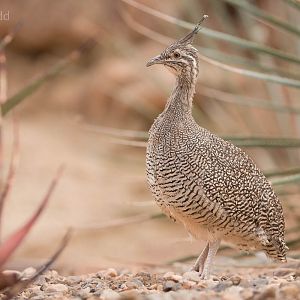 Elegant crested tinamou : Paignton : 23 Sep 2015