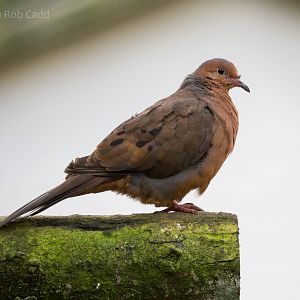 Socorro dove : Paignton : 23 Sep 2015