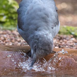 Grey gull : Paignton : 23 Sep 2015