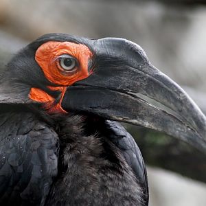 Bucorvus leadbeateri