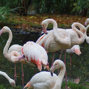 Phoenicopterus roseus
