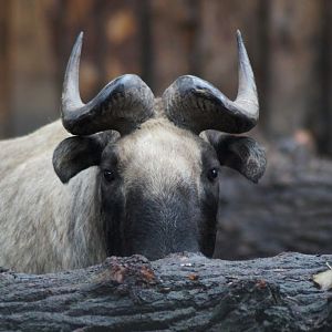 Budorcas taxicolor taxicolor