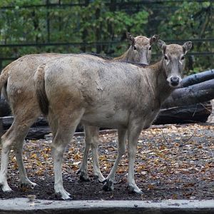 Elaphurus davidianus