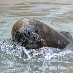Bull southern sea lion