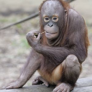Bornean orang utan, Sprout