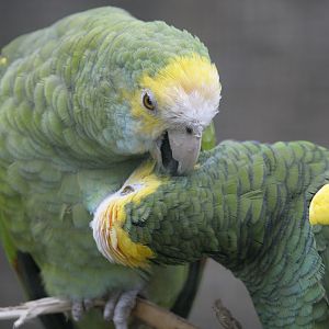 Yellow-shouldered amazons preening