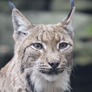 Carpathian lynx