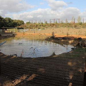 2 Giant otters in their enclosure 20-10-15