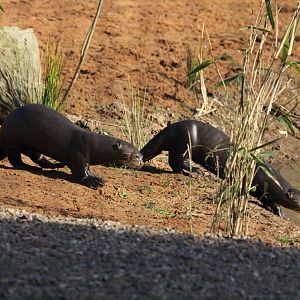Giant otters 20-10-15