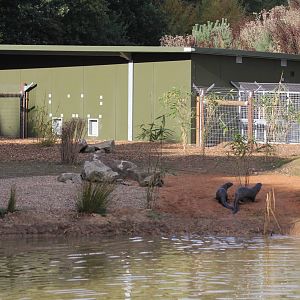 Giant otters in front of indoor housing unit 20-10-15