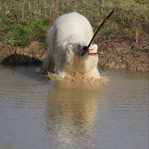 Nissan airbourne. 20-10-15