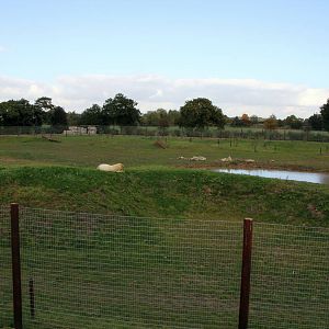 1 relaxed and happy Polar bear 20-10-15