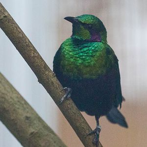 Emerald starling : Waddesdon : 03 Oct 2015
