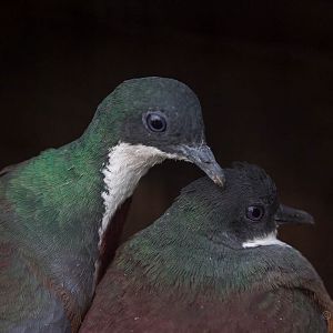 Mindanao bleeding-heart : Waddesdon : 03 Oct 2015