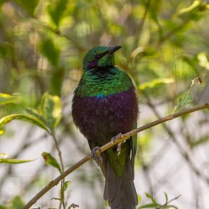 Emerald starling : Waddesdon : 09 Oct 2015