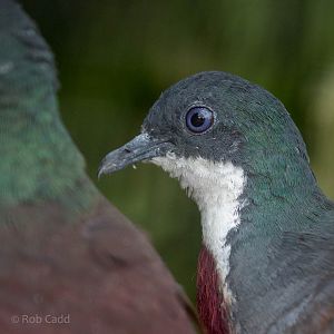 Mindanao bleeding-heart : Waddesdon : 03 Oct 2015