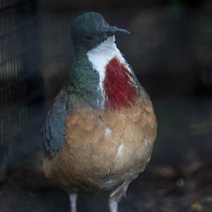 Mindanao bleeding-heart : Waddesdon : 03 Oct 2015
