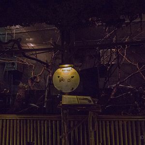 Aye-aye (exhibit) : Bristol : 19 Oct 2015