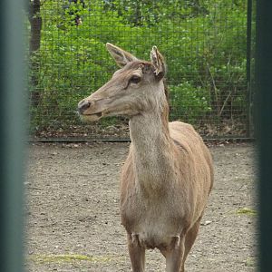 Barbary Stag (Cervus corsicanus barbarus) at Tierpark Berlin - April 8th 20