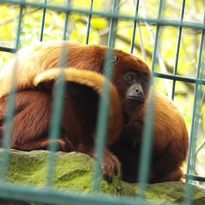 Venezuelan Red Howler (Alouatta seniculus seniculus) at Tierpark Berlin - A