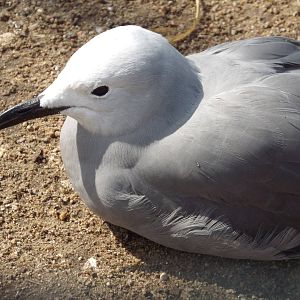 Grey Gull (Leucophaeus modestus) at Tierpark Berlin - April 8th 2014