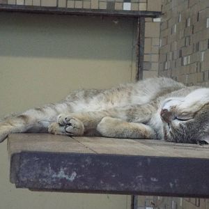 Gordon's Wildcat (Felis silvestris gordoni) at Tierpark Berlin - April 8th