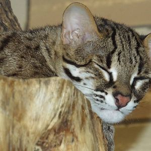 Palawan Leopard Cat (Prionailurus bengalensis heaneyi) at Tierpark Berlin -