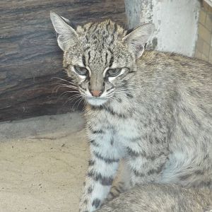 Chacoan Geoffroy's Cat (Leopardus geoffroyi salinarum) at Tierpark Berlin -