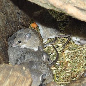 Crete Spiny Mouse (Acomys minous) at Tierpark Berlin - April 8th 2014