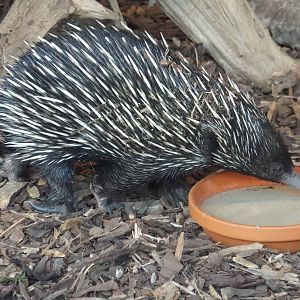 New Guinea Short-beaked Echidna (Tachyglossus aculeatus lawesii) at Tierpar