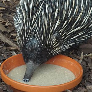 New Guinea Short-beaked Echidna (Tachyglossus aculeatus lawesii) at Tierpar