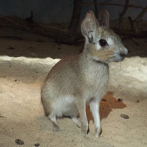 Chacoan Mara (Dolichotis salinicola) at Tierpark Berlin - April 8th 2014