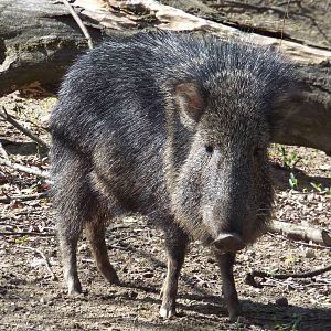 Chacoan Peccary (Catagonus wagneri) at Tierpark Berlin - April 8th 2014