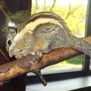 Himalayan Striped Squirrel (Tamiops mcclellandii) at Tierpark Berlin - Apri
