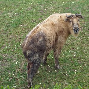 Sichuan Takin (Budorcas tibetanus) at Tierpark Berlin - April 8th 2014