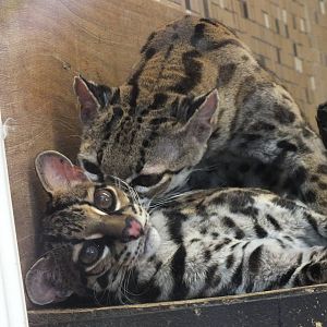 Central American Margay (Leopardus wiedii nicaraguae) at Tierpark Berlin -